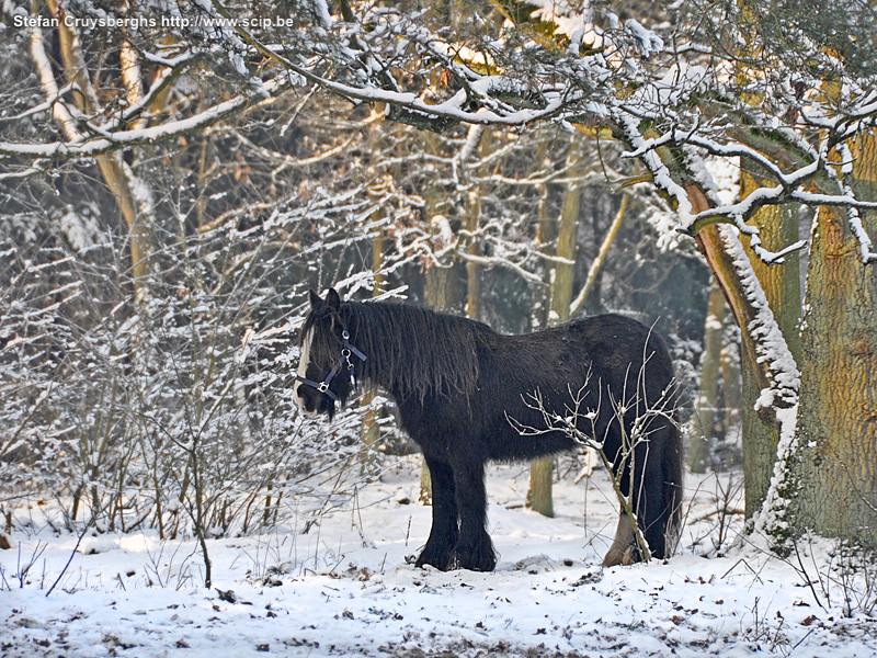 Winter in Lommel Enkele foto's van winterse landschappen in mijn thuisstad Lommel. Stefan Cruysberghs